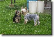 Jorkšírský terier, Yorkshire Terrier,