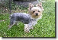 Jorkšírský terier, Yorkshire Terrier,