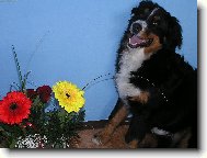 Berner Sennenhund