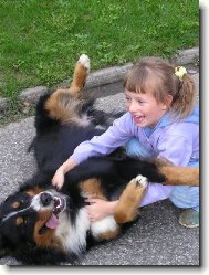 Berner Sennenhund