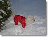 Bichon á poil frisé, Bichon Frise