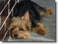 Jorkšírský terier, Yorkshire Terrier,