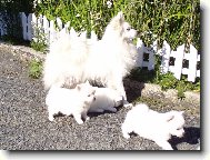 Deutscher spitz - Mittelspitz, German Spitz Medium size Spitz