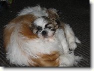 icu, Shih-Tzu