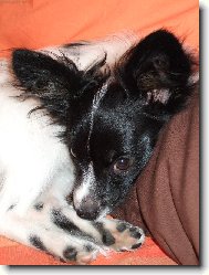 Papillon