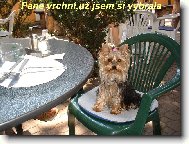 Jorkšírský terier, Yorkshire Terrier,