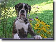 Deutscher Boxer