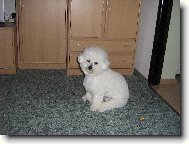 Bichon á poil frisé, Bichon Frise