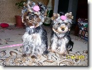 Jorkšírský terier, Yorkshire Terrier,
