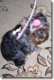 Jorkšírský terier, Yorkshire Terrier,