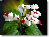 Blahoke, klerodendrum