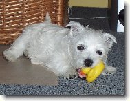 West Highland White Terrier