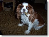 Cavalier King Charles Spaniel