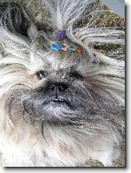 icu, Shih-Tzu