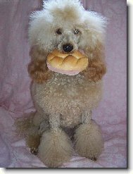 Poodle, Caniche