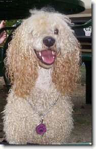 Poodle, Caniche