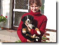 Berner Sennenhund