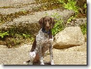 Deutscher Kurzhaariger Vorstehhund
