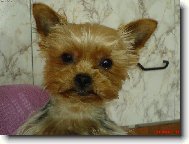 Jorkšírský terier, Yorkshire Terrier,