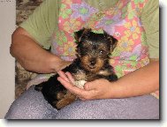 Jorkšírský terier, Yorkshire Terrier,