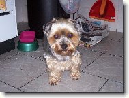 Jorkšírský terier, Yorkshire Terrier,