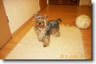 Jorkšírský terier, Yorkshire Terrier,