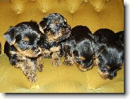 Jorkšírský terier, Yorkshire Terrier,