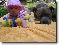 American Staffordshire Terrier