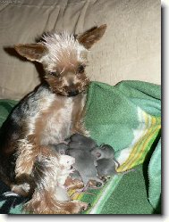 Jorkšírský terier, Yorkshire Terrier,