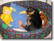 Jorkšírský terier, Yorkshire Terrier,