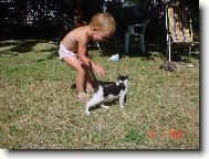 Toy Terrier