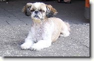 icu, Shih-Tzu