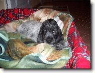 English Cocker Spaniel