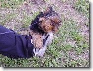Jorkšírský terier, Yorkshire Terrier,