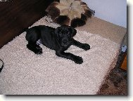Deutsche Dogge