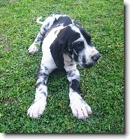 Deutsche Dogge
