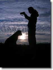 Deutsche Dogge