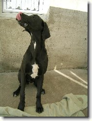 Deutsche Dogge
