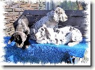 Deutsche Dogge