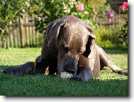 Deutsche Dogge
