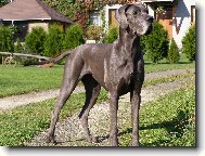 Deutsche Dogge