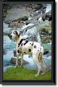 Deutsche Dogge