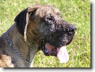 Deutsche Dogge