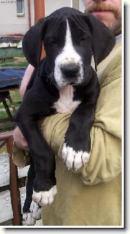Deutsche Dogge