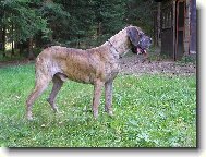 Deutsche Dogge