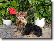 Jorkšírský terier, Yorkshire Terrier,