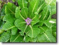 Primula