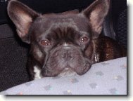 Bouledogue francais, French Bulldog