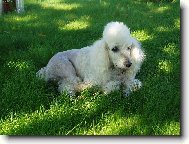 Poodle, Caniche