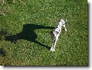 Deutsche Dogge